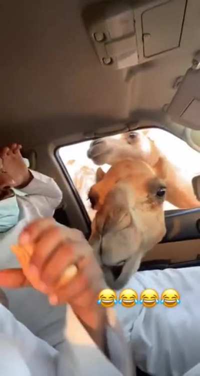 Feeding a camel ?