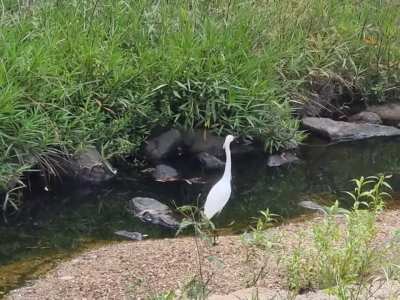 ?The speed of this Egret?