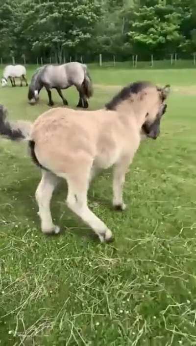 When scratches on the butt are life