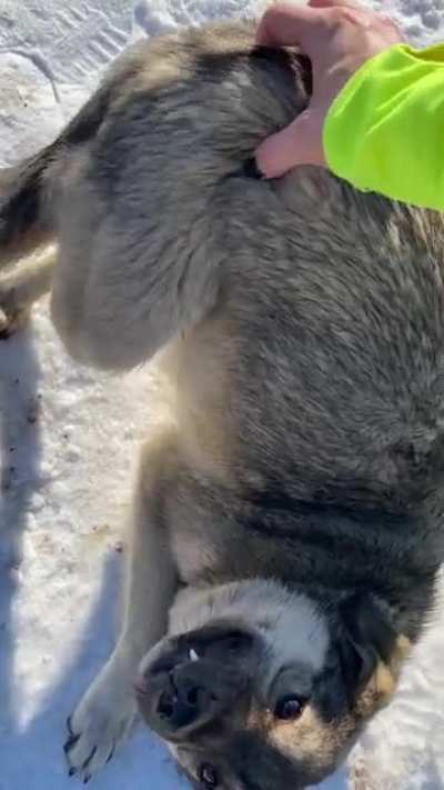 I live as an expat in Kazakhstan, which has a high stray dog population. This guy knew the butt scratches drill regardless of the language barrier. ?