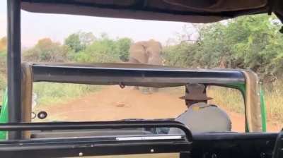 Massive elephant lifts a safari truck