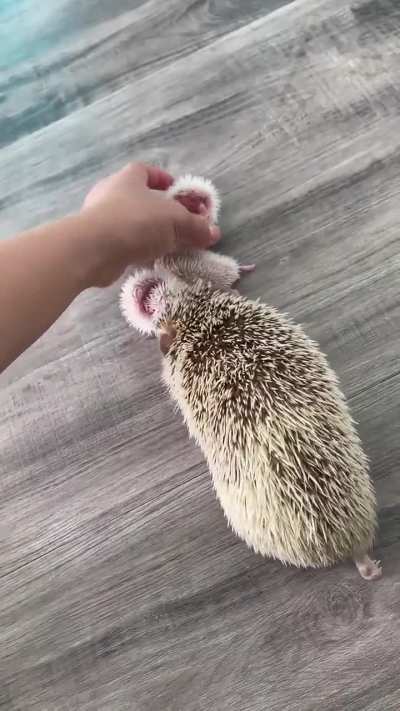 Baby Hedgehogs ?