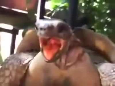 The sound of a tortoise cumming