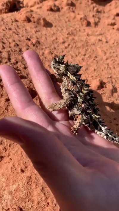 "Thorny devil", a highly specialized, slow-moving lizard native to the arid scrublands and deserts of Australia.