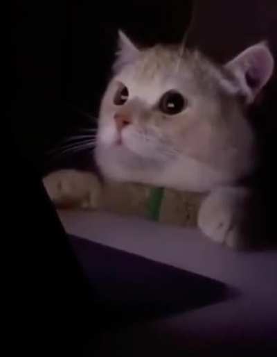 Kitty watches horror movie.