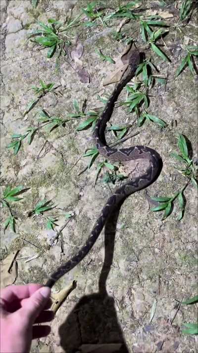 Dude continues his search for 20 ft anaconda