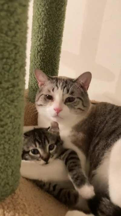 Im absolutely melting right now. Came upon their first cuddle session this evening. Must apprehend both of these criminals for being too cute. ??