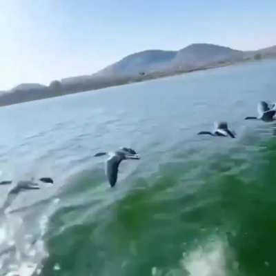 ? Geese flying in formation with guy in boat.