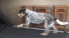 Doggo doing her favourite thing... running on the treadmill