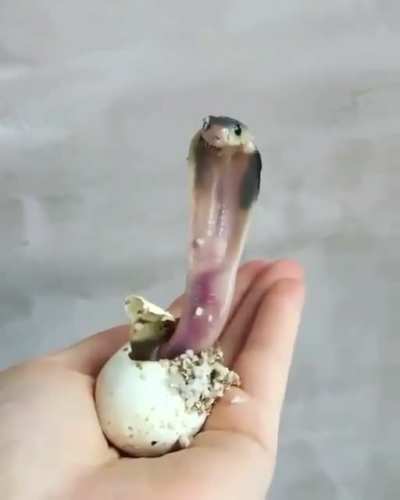 ? Baby cobra arriving on Earth ?