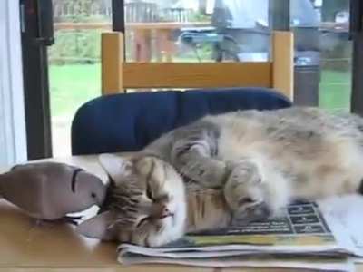 Dove annoying cat