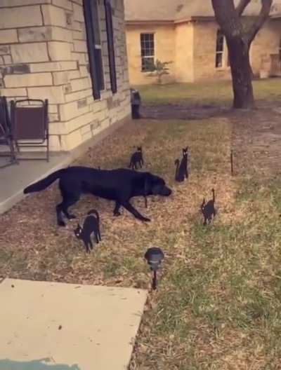 The intruder