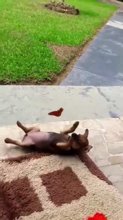 A butterfly playing with a pup ?