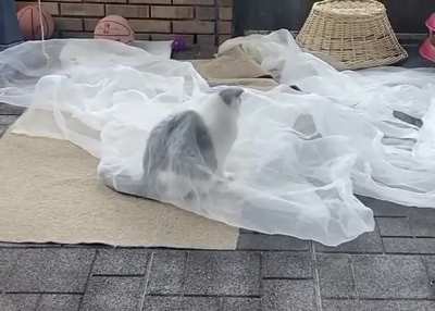 Daydreaming of his wedding day
