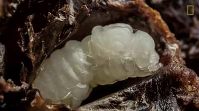 Witness how bees are hatched