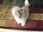 His scream is worse than his bite