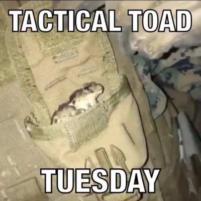 Happy Tactical Toad Tuesday