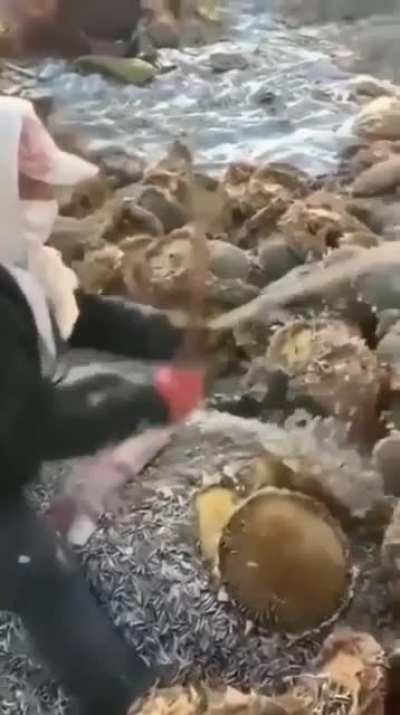 How sunflower seeds are harvested