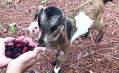 Feeding a goat