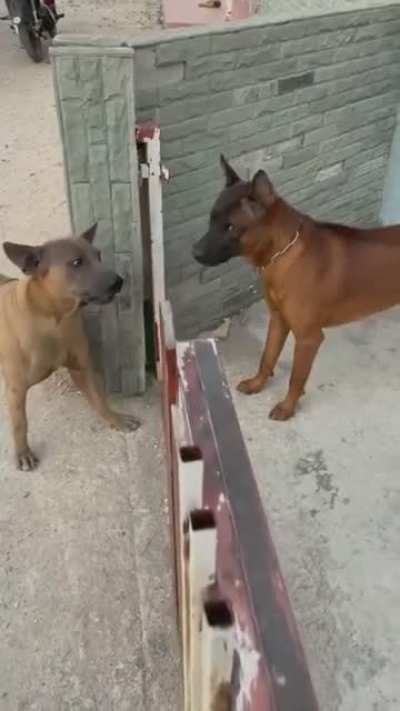 So its because of the fences alright