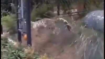 ? Big Cats are still Cats