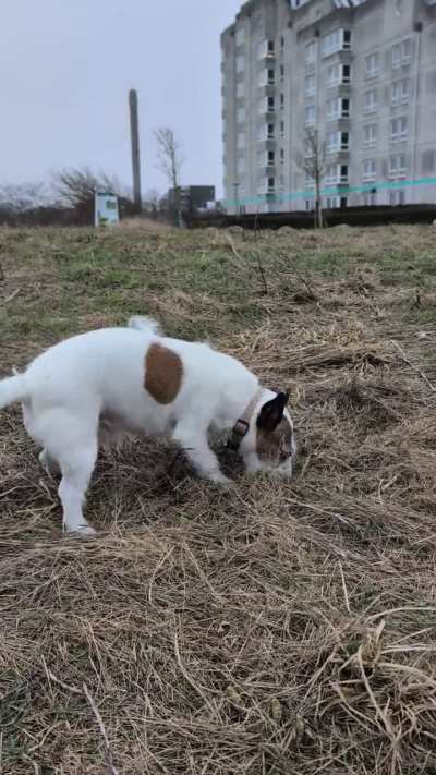My dog has been doing this for years, she rips out grass and tries to put it on a ball, then she barks for me to throw it