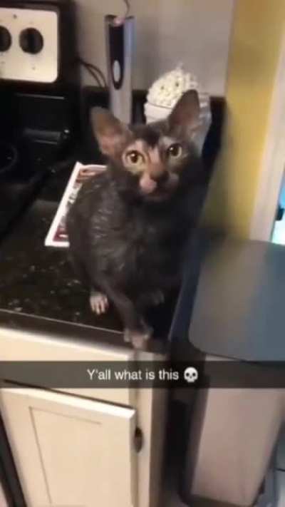 Pet the damn.. rat?