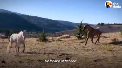 Horse missing his mare