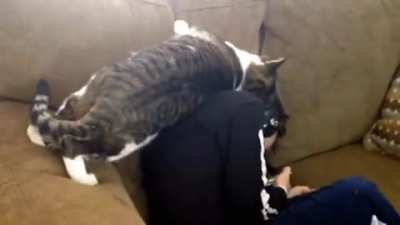 Kitty Cuddle