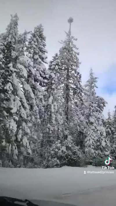 Snow day ❄