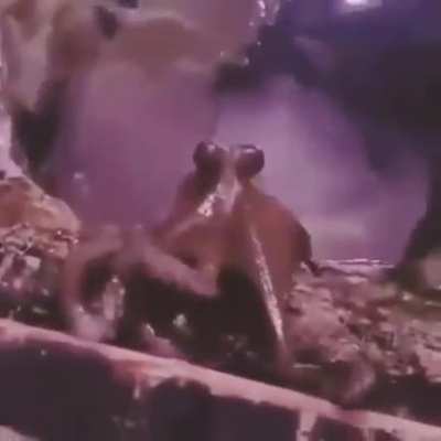 Octopus captured on camera waving back to his handler at London's Sea Life Aquarium, during one of the octopus' twice-daily "playtimes."