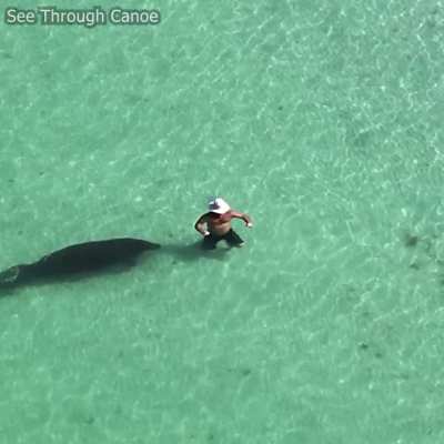 ? Man and Manatee Give Each Other a Scare at the Beach in Florida