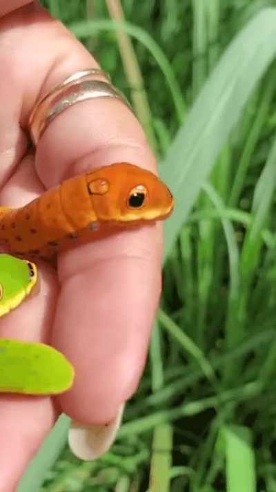 ️‍? Real-life Caterpie