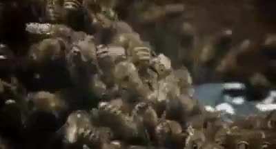 ? A group of bees avenge their friend who got killed by a hornet