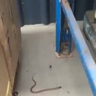 ? Redback spider catching a snake