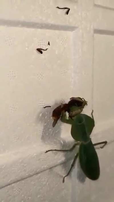 ? Preying Mantis vs. Hornet