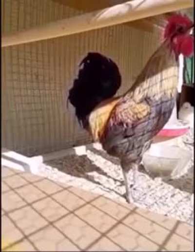 Rooster call