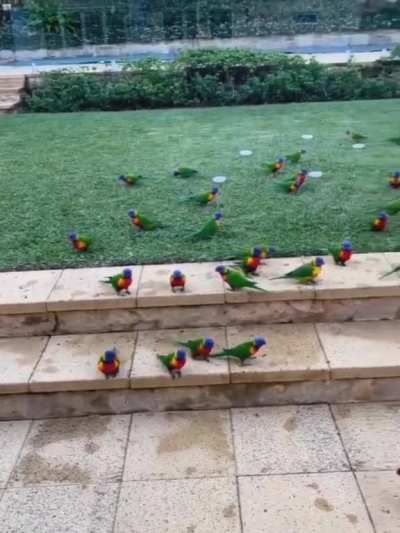 ? Garden full of rainbow lorikeets