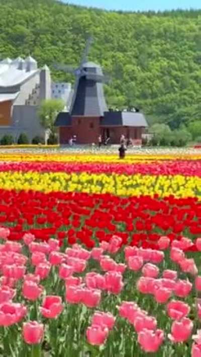 ?Tulip park, Hokkaido, Japan