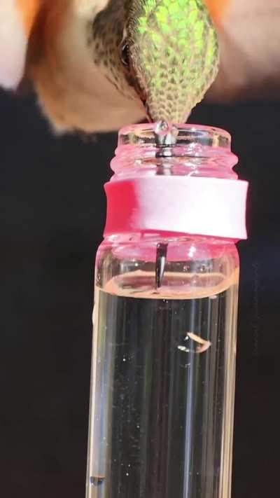 ? A hummingbird long forked tongue in action