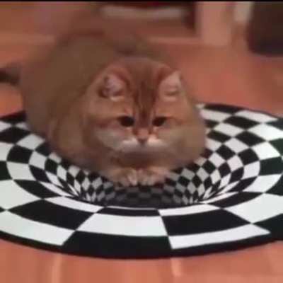 Cats don’t care