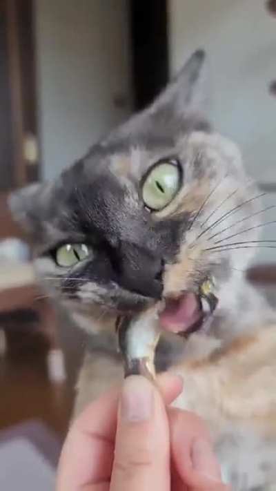 Hi nom nom bye