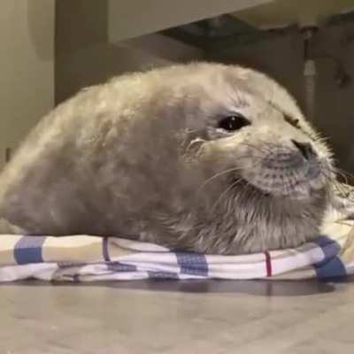 Cute Fluffy Seal