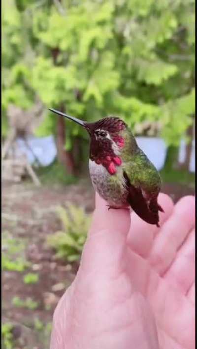 ? Hummingbird showcases reflective feather colour changes.