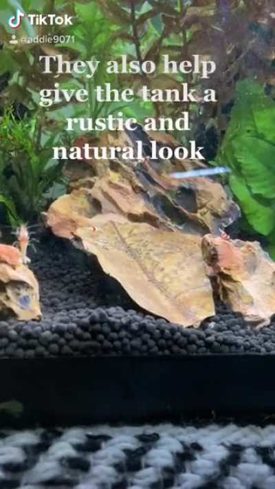 Shrimp