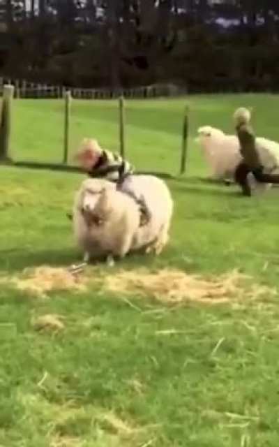 Sheep Riding