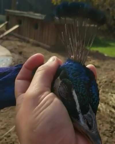 ? This highly trusting and affectionate peacock ?