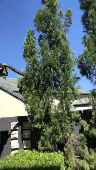 ?just a snake tree hopping