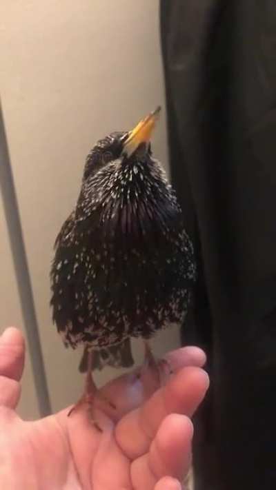 This bird's imitation is insane