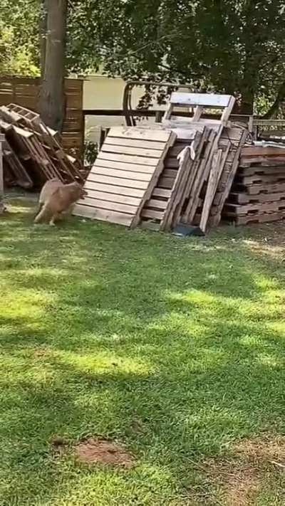 Come on, Let's run